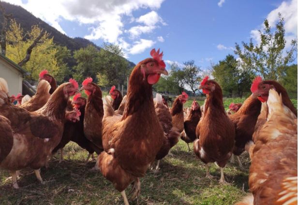 Poules
